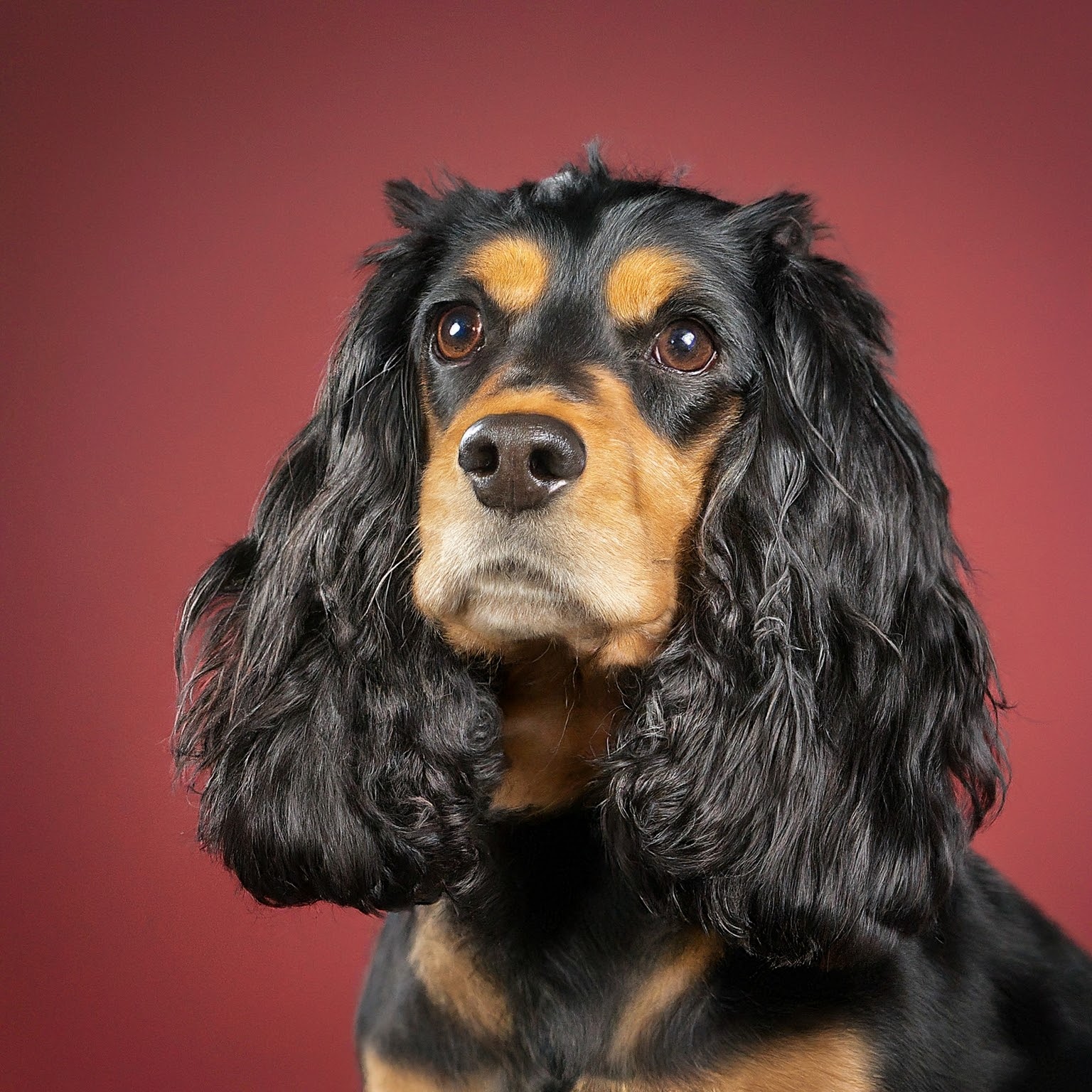 BUDDYUNO, Cocker Spaniel