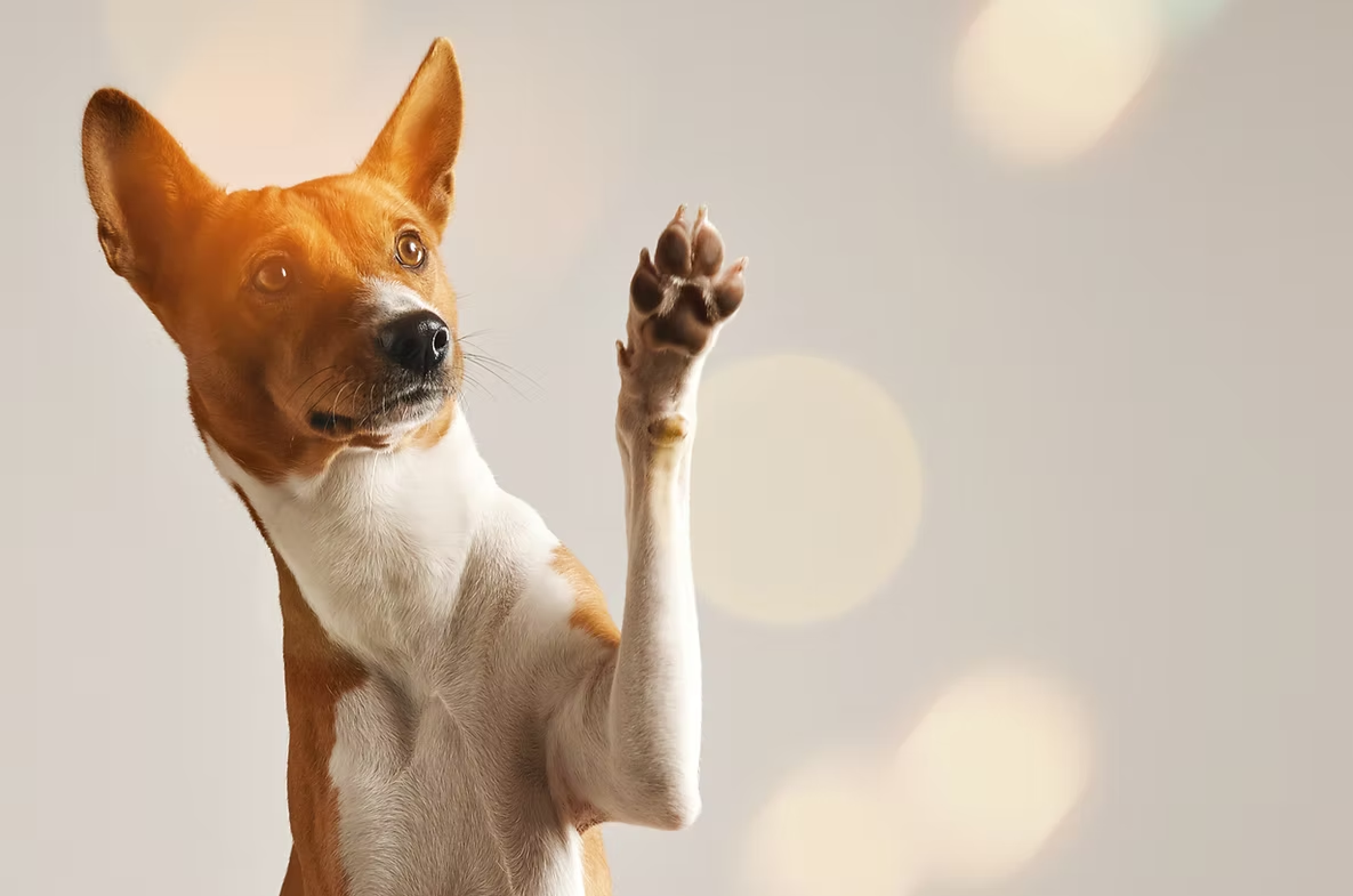 White and Orange-Brown colored dog sitting and holding up its paw