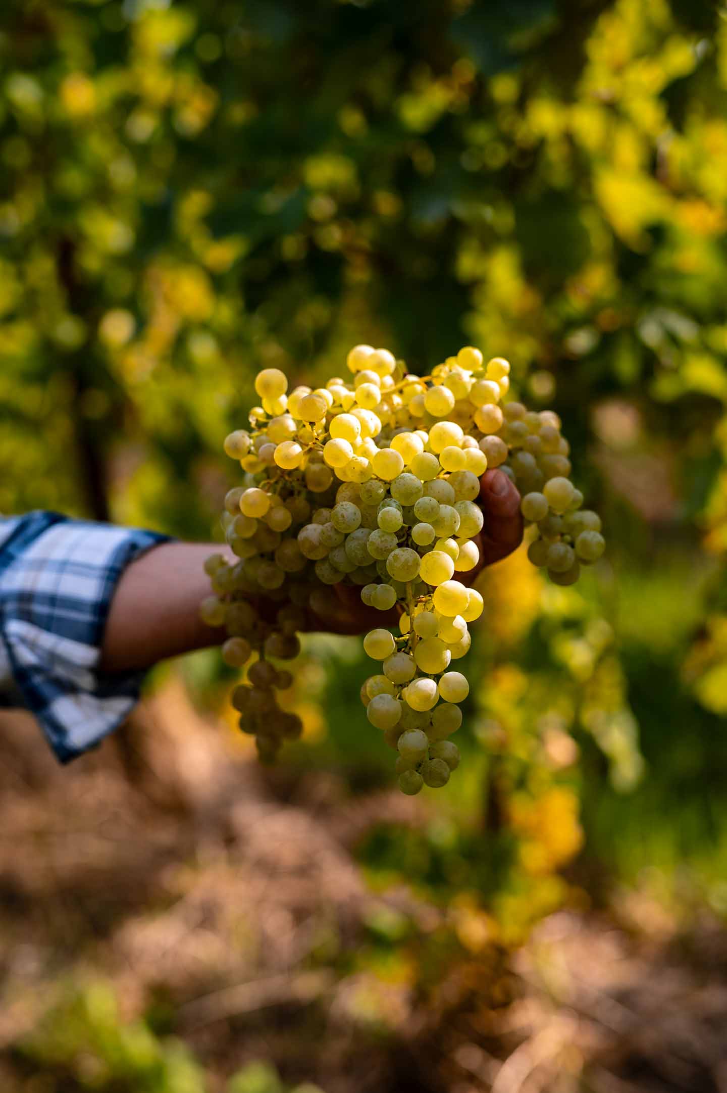 person showing purple grapes