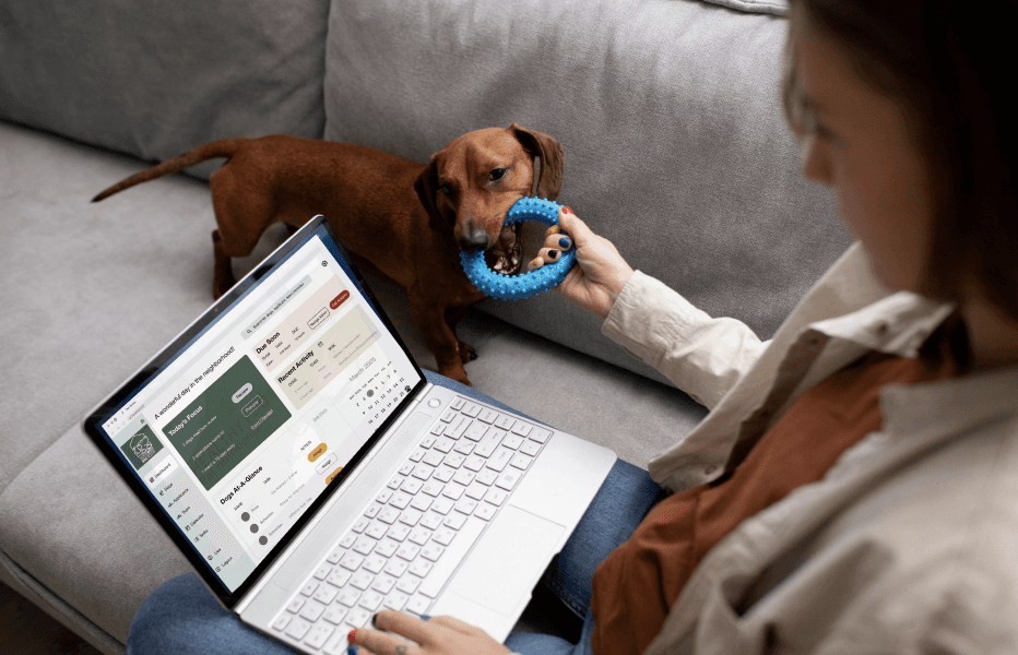 Dashboard on laptop while human plays with dachshund on couch