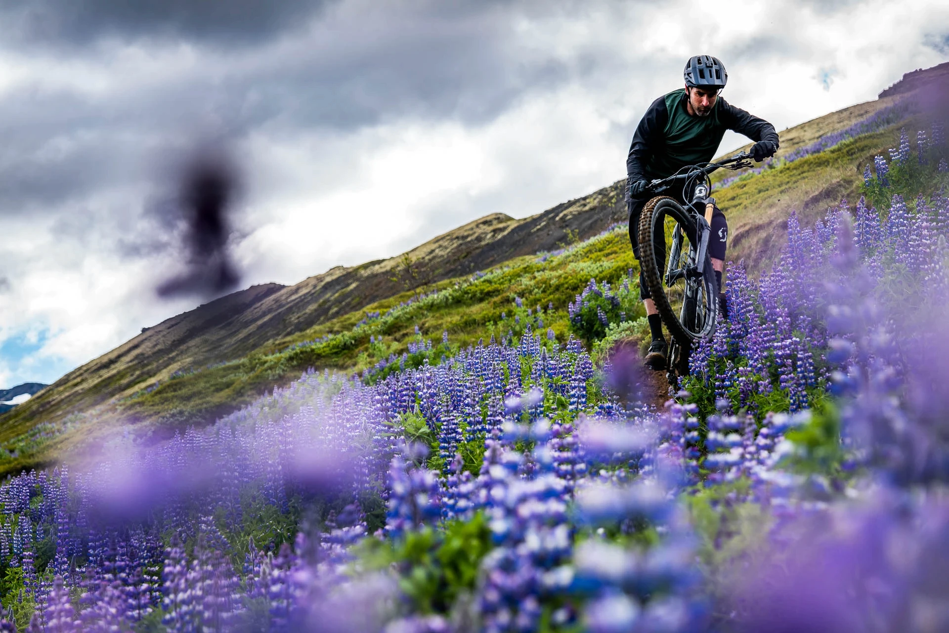 Mountain biker riding a narrow trail through purple lupine flowers on a hillside.