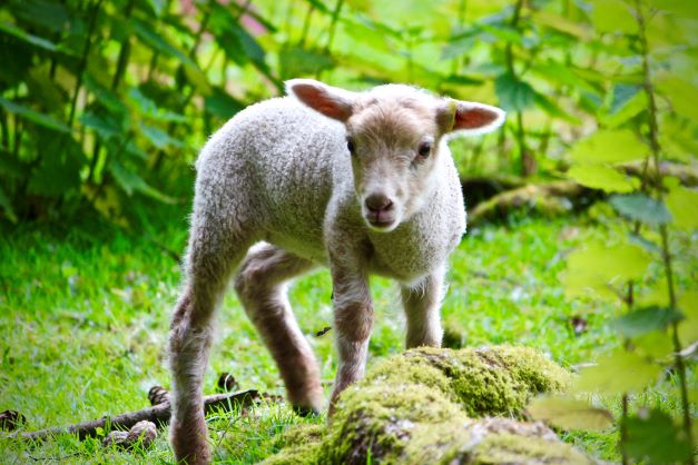 a lamb in a green setting