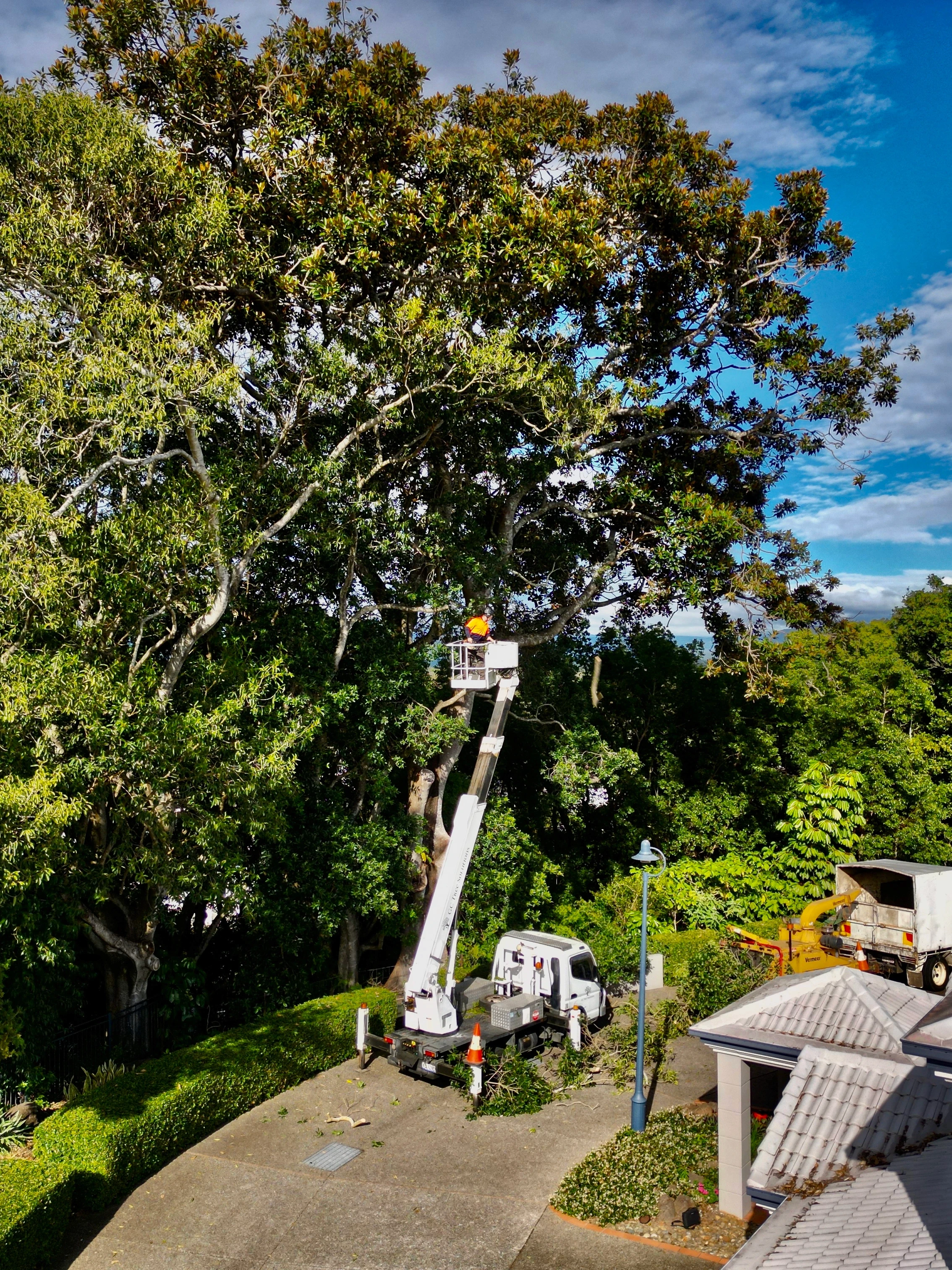 Elevated work platform reaching into a tall tree