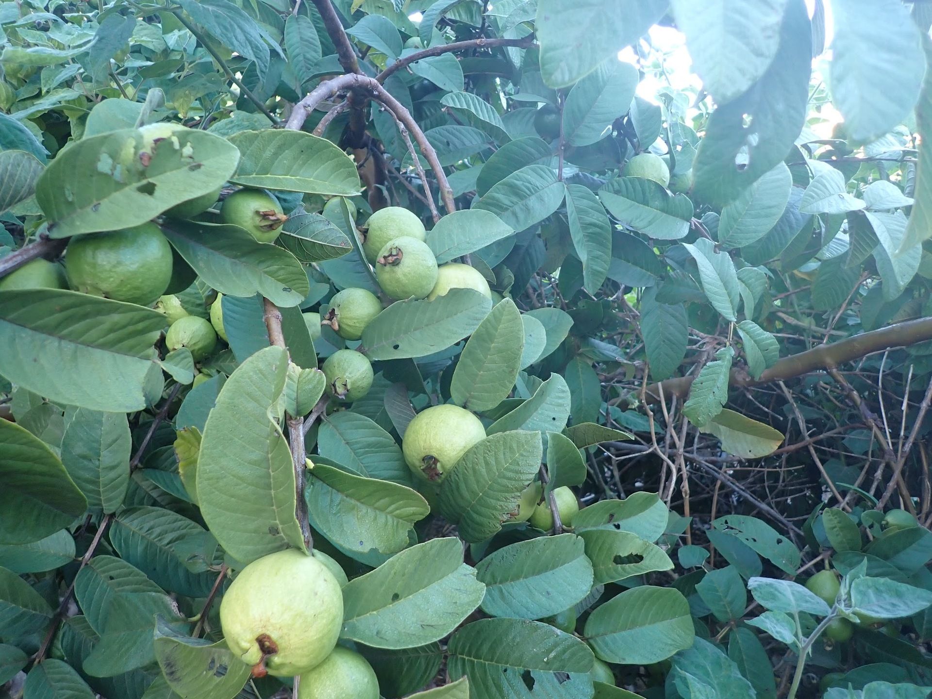 Guava tree with fruit