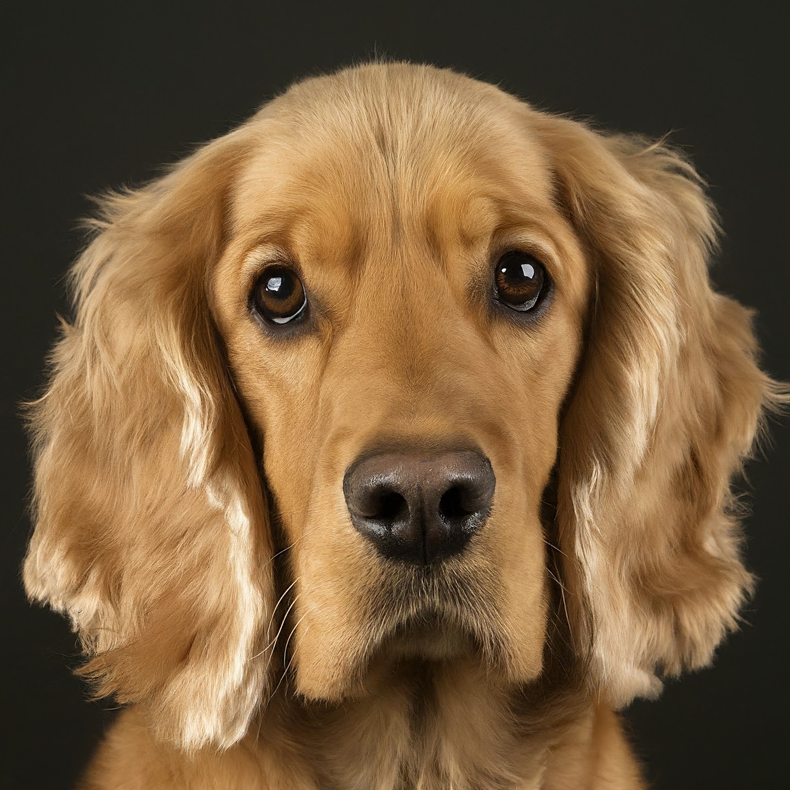 BUDDYUNO, Golden Cocker Retriever