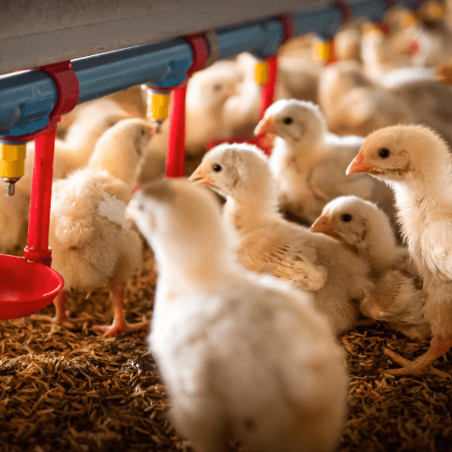 barn raised chickens