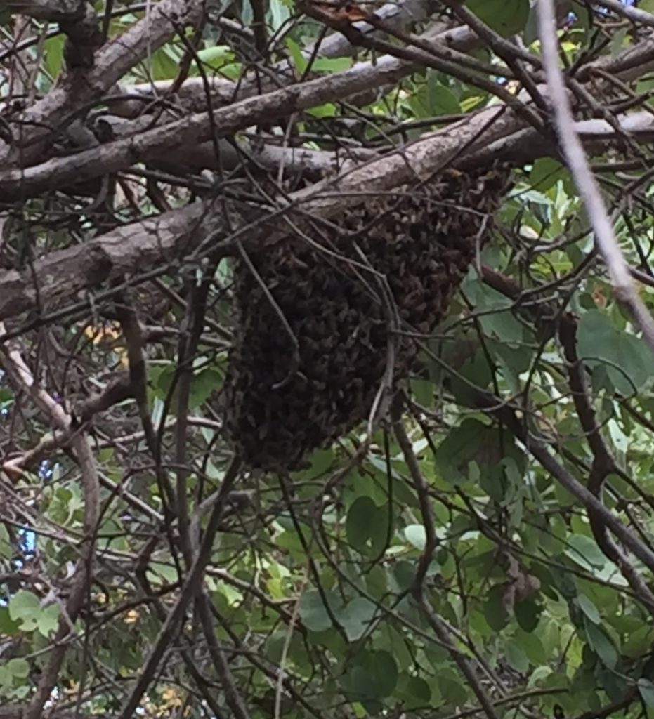 A swarm of bees in an apiary