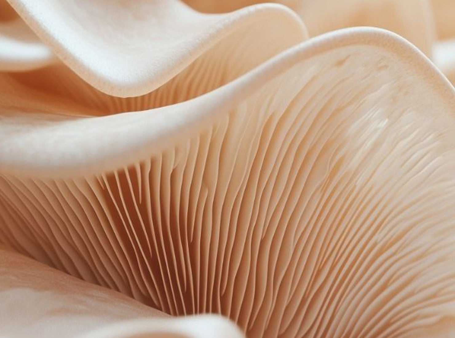 Lorem ipsum dolor sit amet