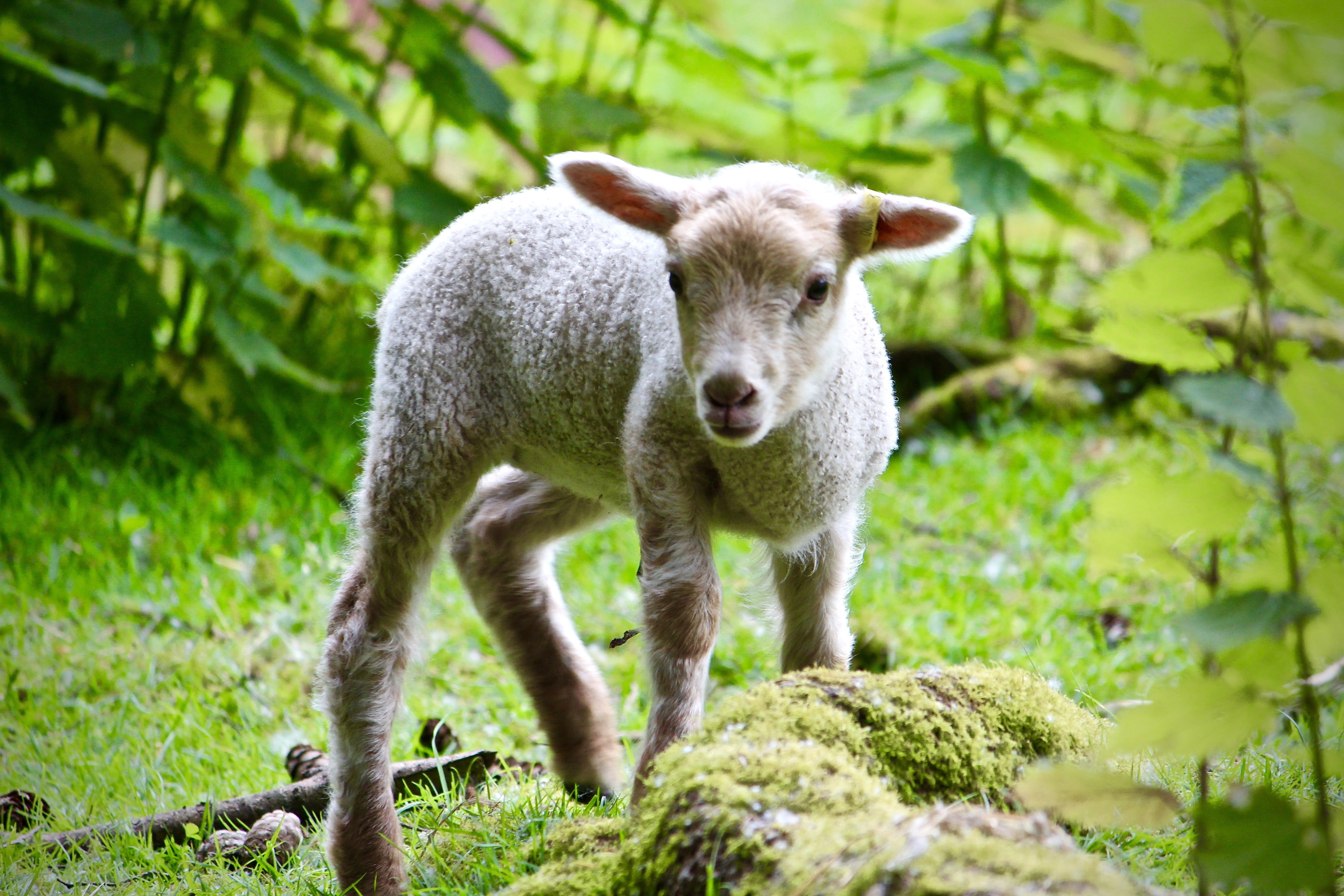 A lamb