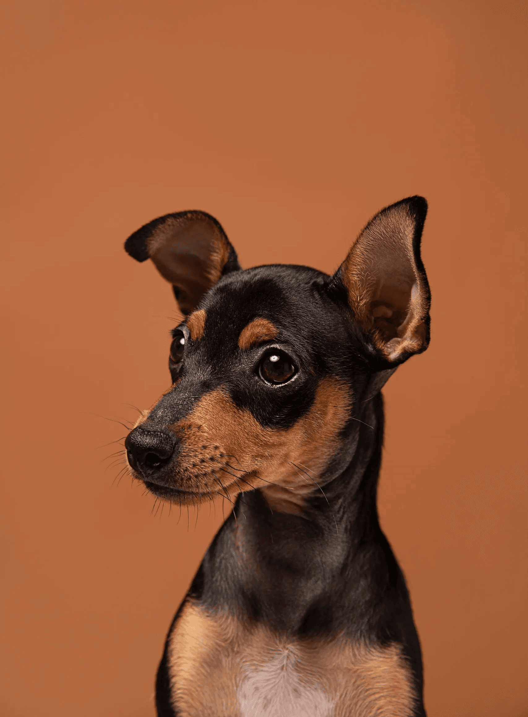 cachorro em retrato com fundo laranja