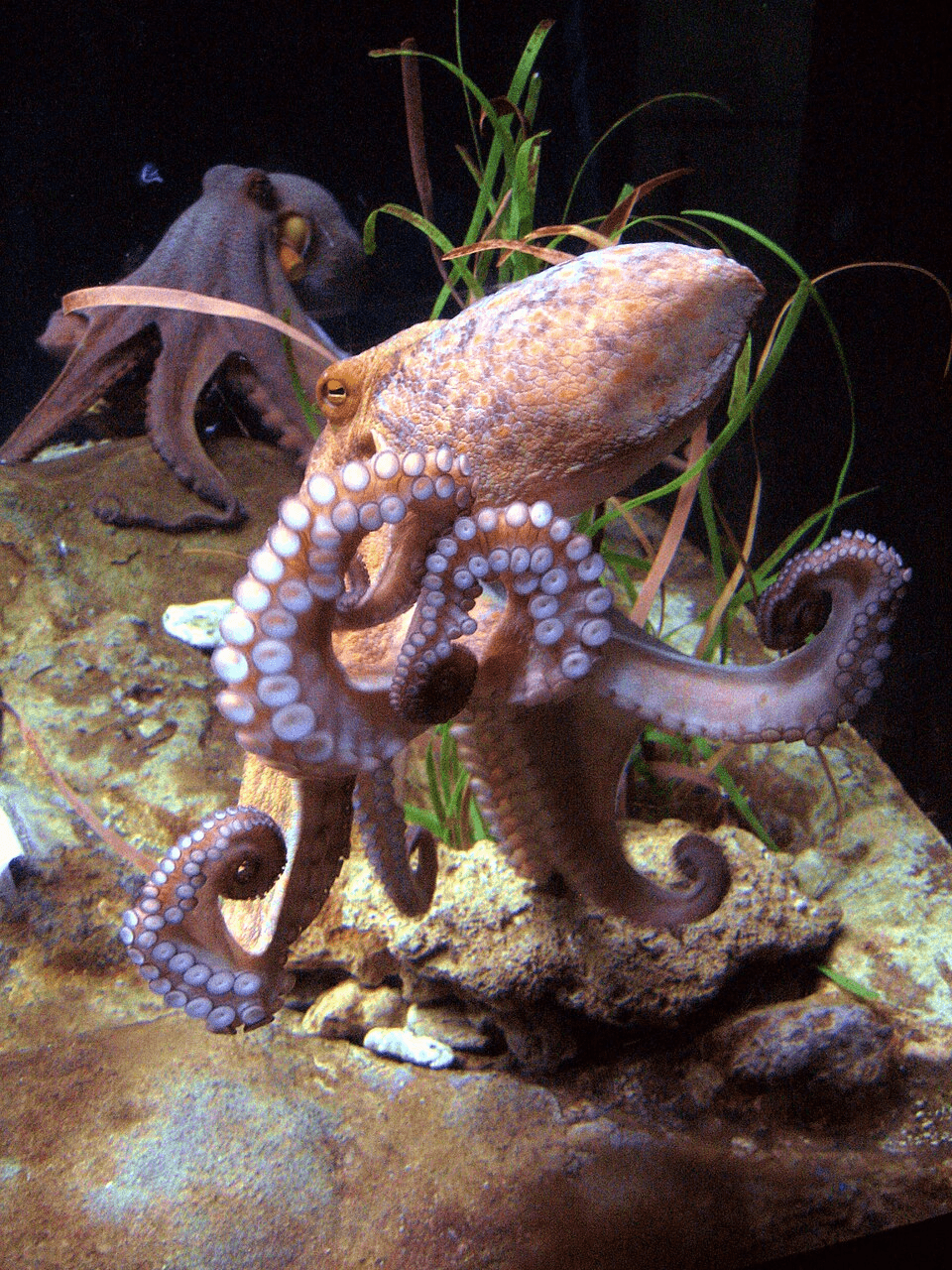 The octopus solves spatial problems with a body organized nothing like ours — much of its nervous system runs through its arms (Godfrey-Smith, 2016)