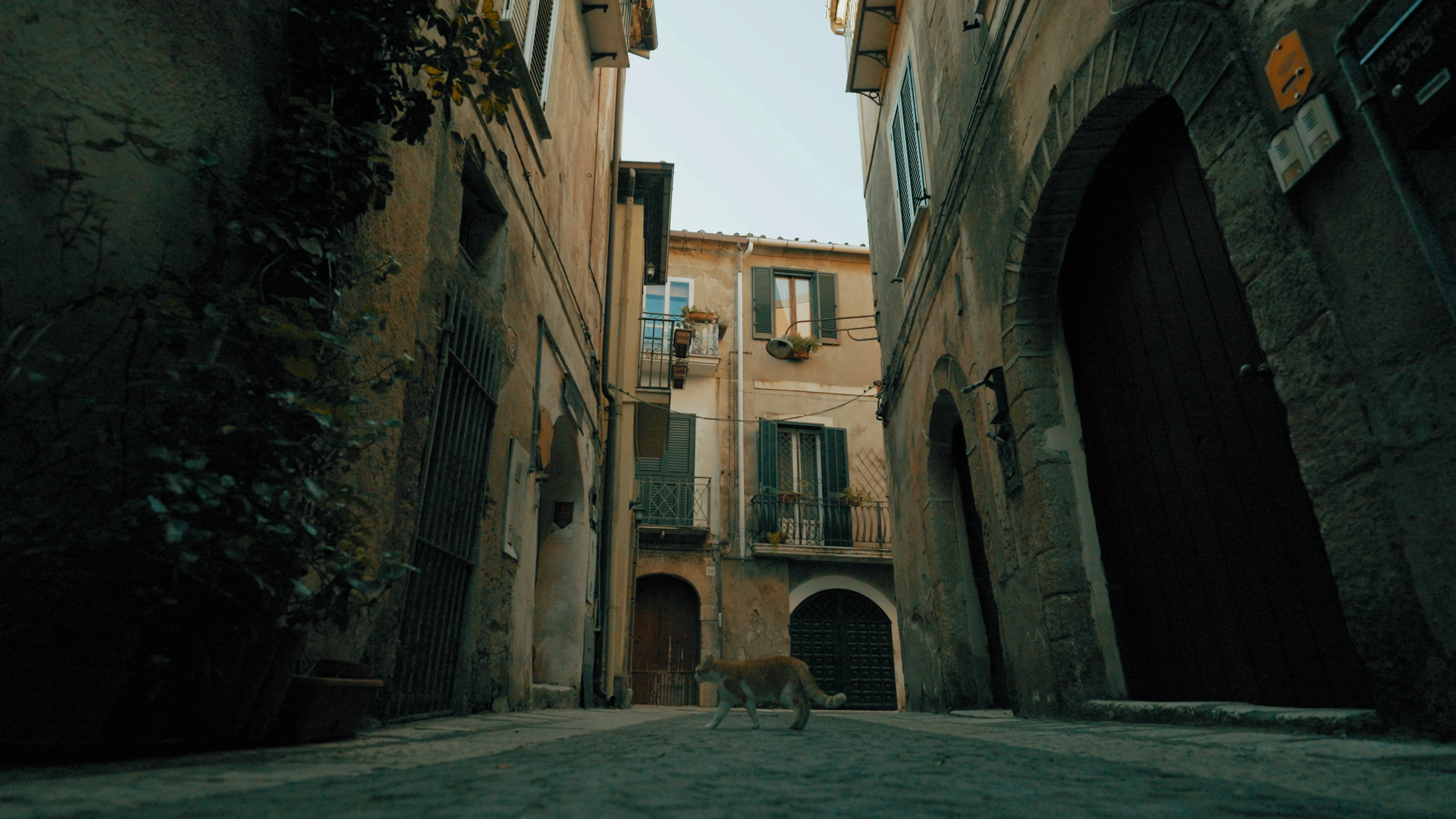 a singular street is only walked by a cat in southern Italy