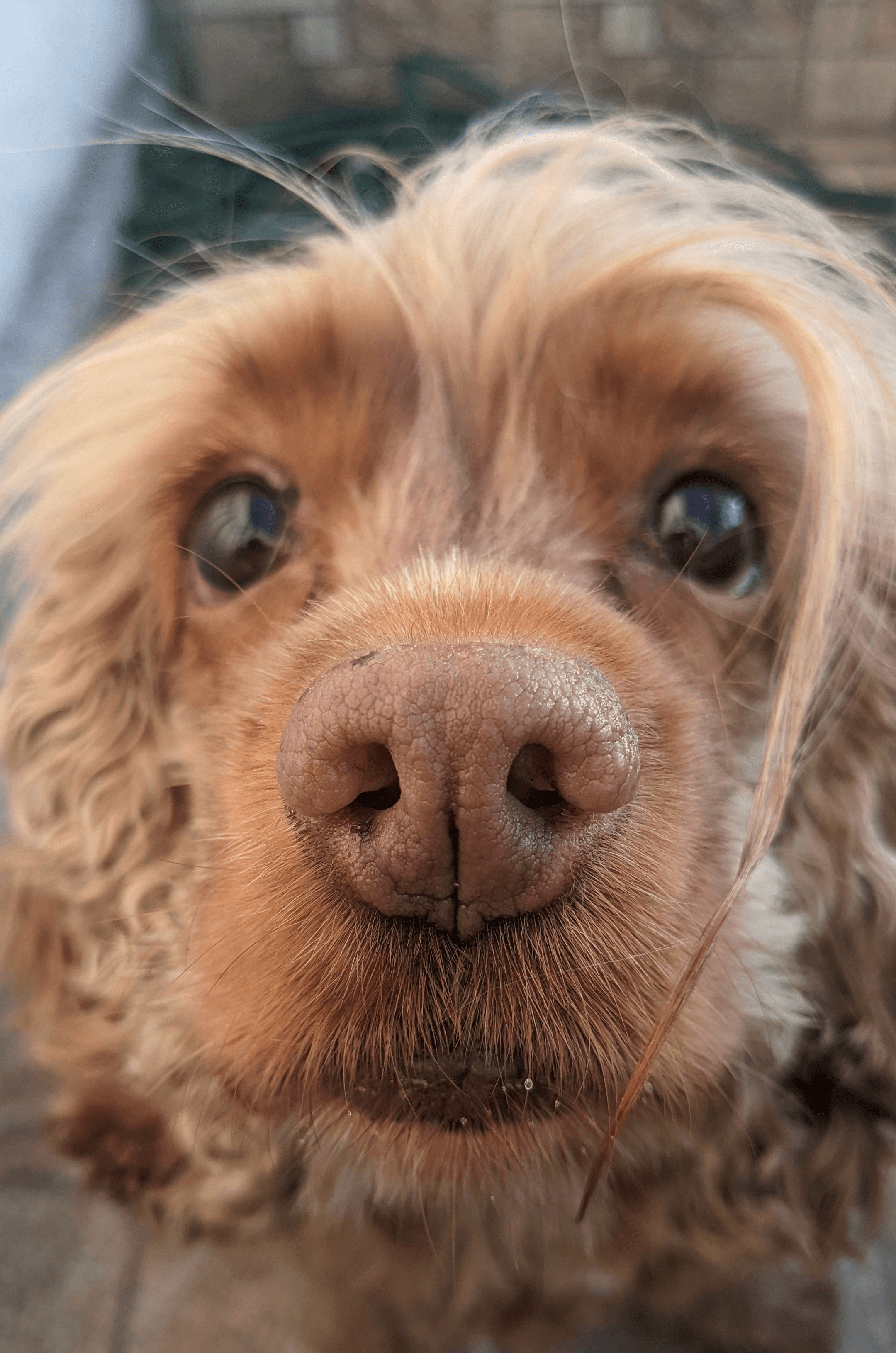 My cocker spaniel's nose