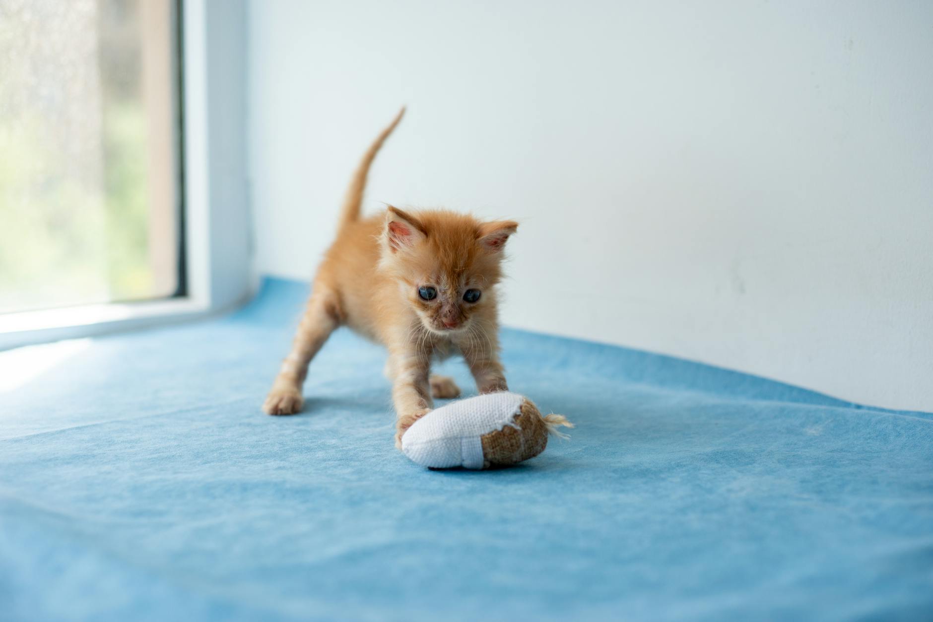 Adorable orange kitten playing with a toy inside a bright room.