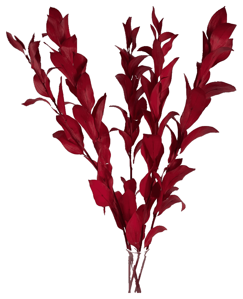 Red preserved Ruscus foliage.