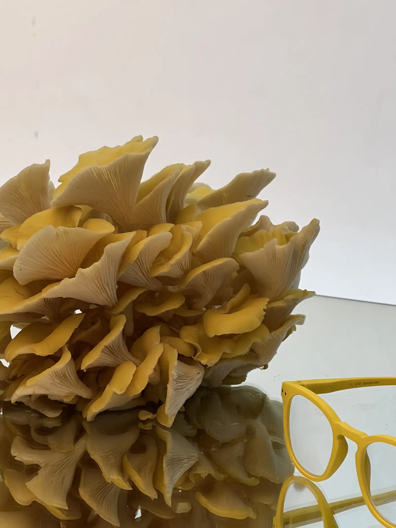 Composición con hongos amarillos y gafas de acetato para fotografía de producto inspirada en texturas naturales.