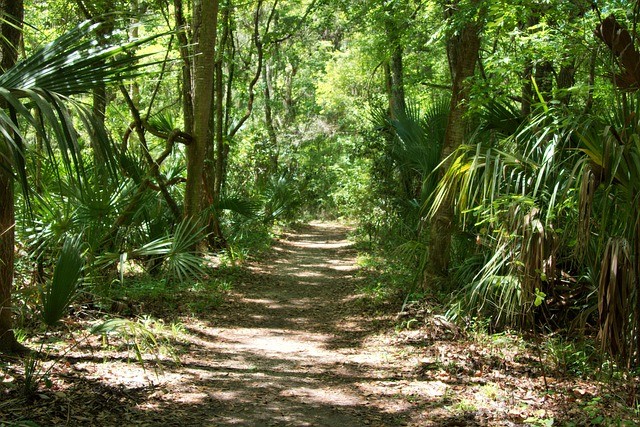 Florida-native-forest