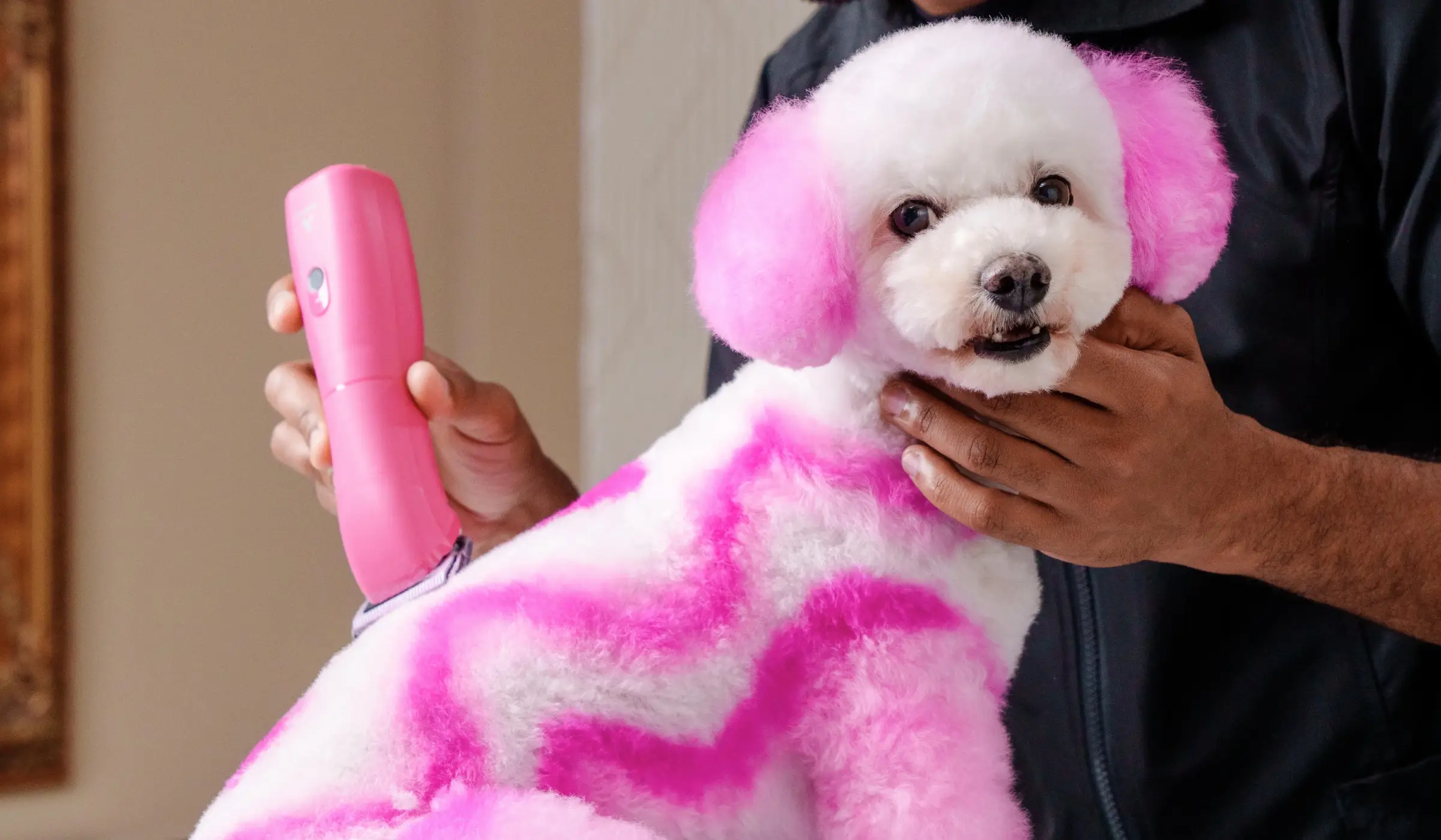 Creative grooming showcase featuring a bichon styled with vibrant blue, green, purple, and orange colors resembling a goldfish, surrounded by spectators taking photos.