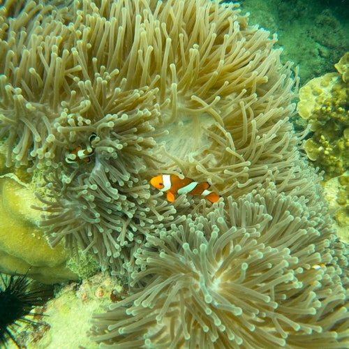 Snorkel and discover an underwater paradise with colorful fish and corals.