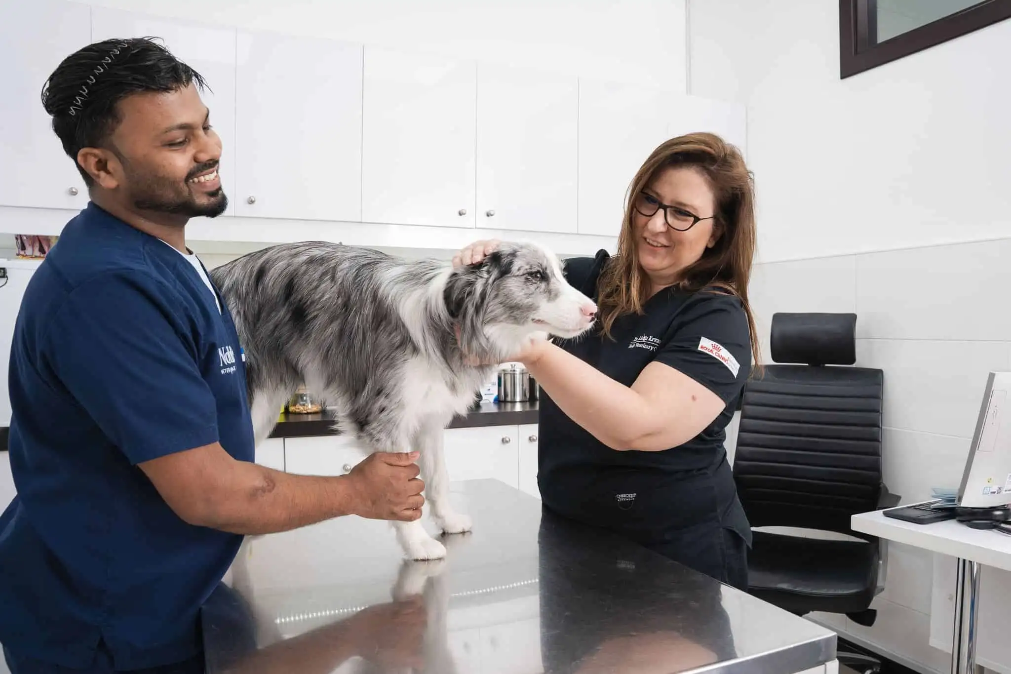 Two veterinarians are giving an adopted dog a checkup.