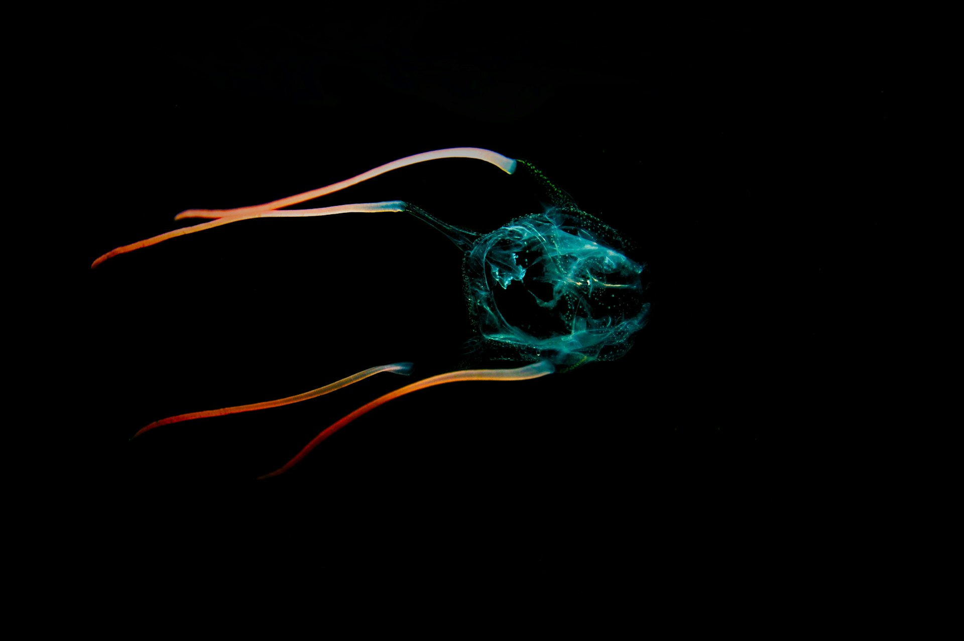 Small jellyfish with long trailing tentacles glowing against pure black open water
