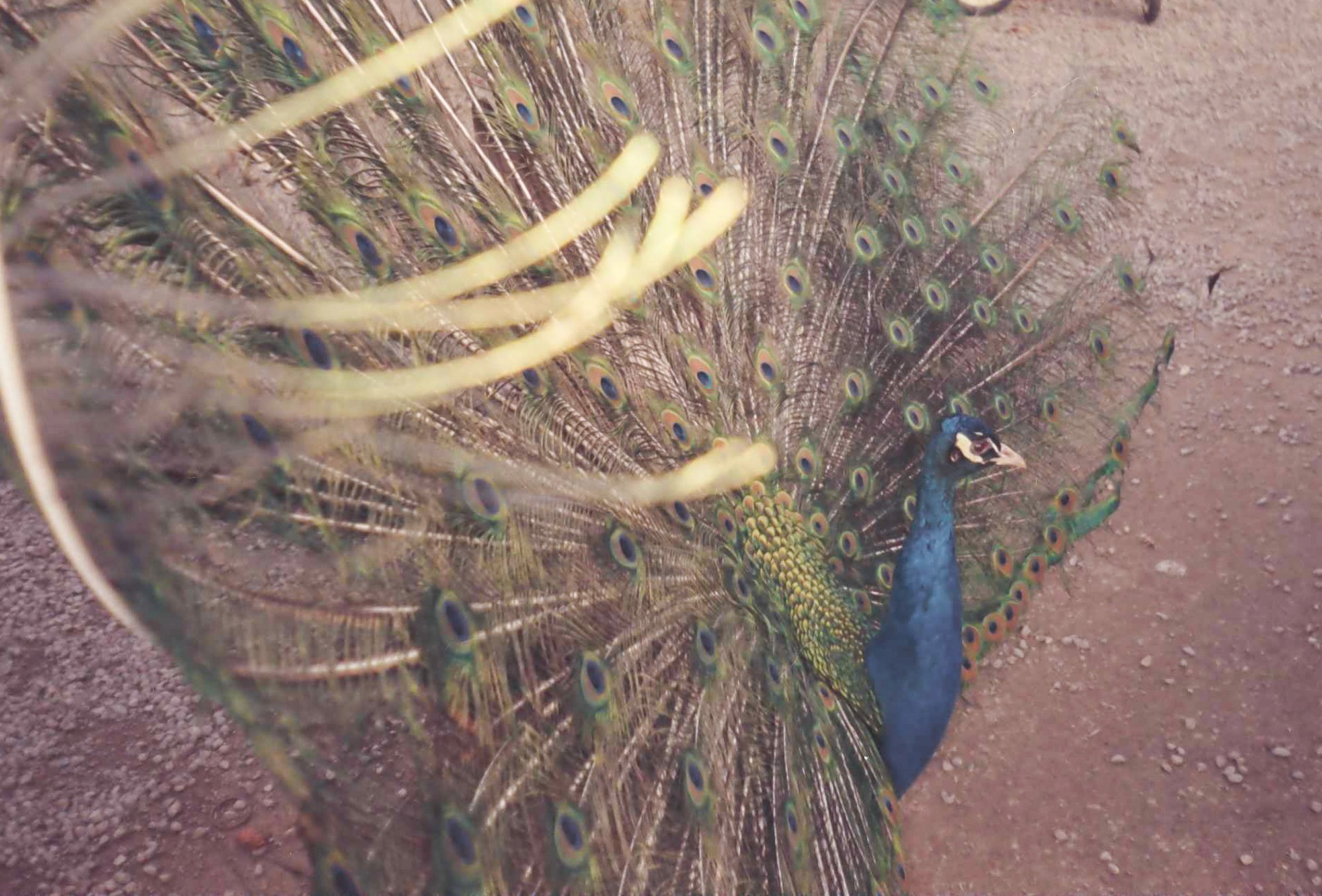 A vibrant peacock displays its stunning iridescent tail feathers in full fan on a textured, earthy ground, showcasing green, blue, and golden eye-like patterns that capture sunlight.