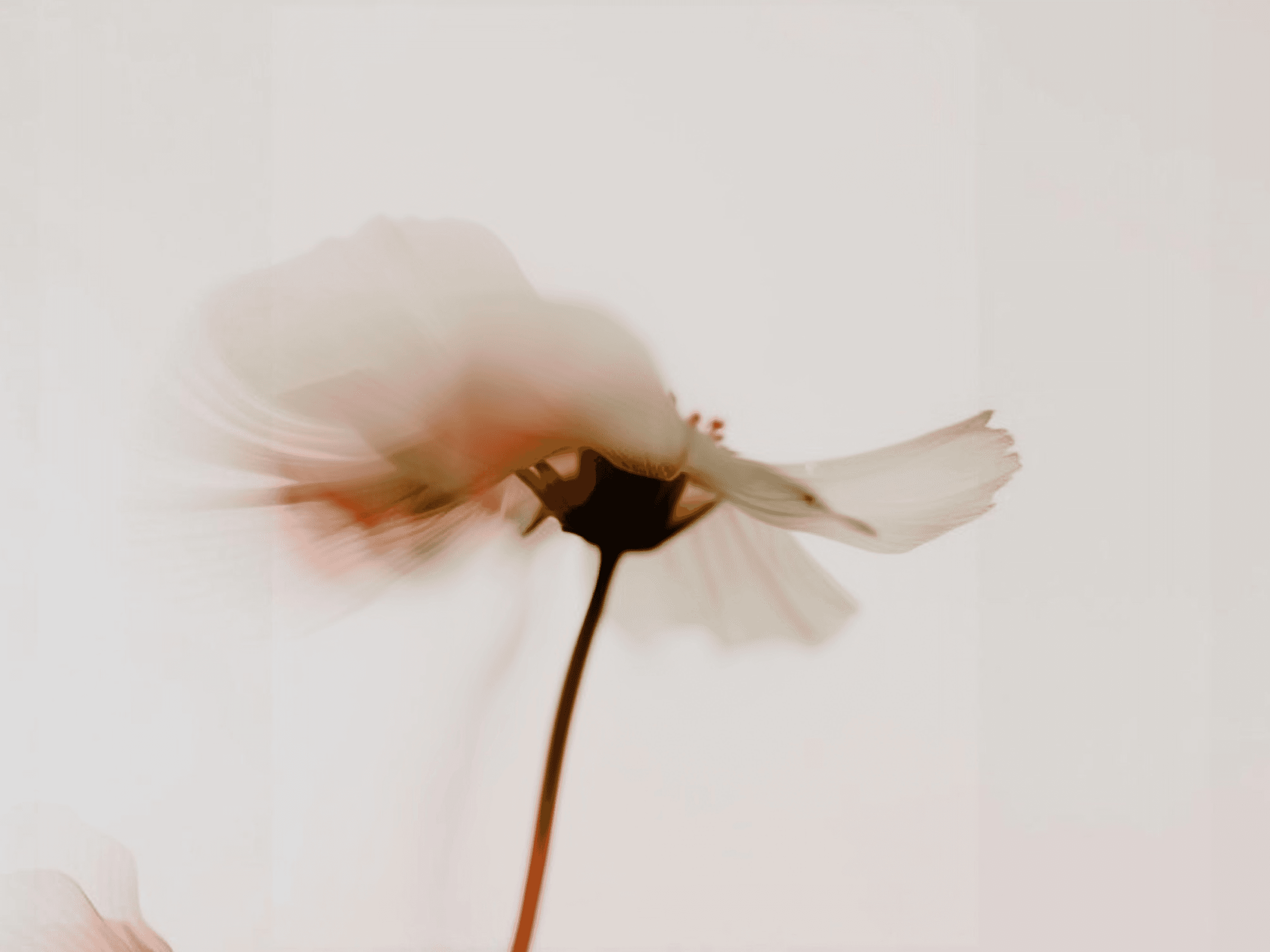 Soft-focus close-up of a pale flower with motion blur and warm pink tones on a light background.