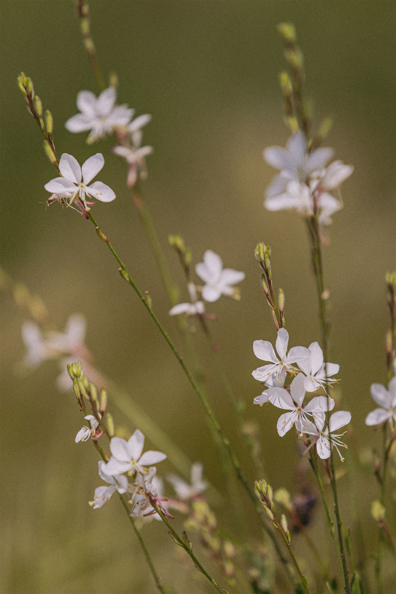 White Gaura Eiviss Garden