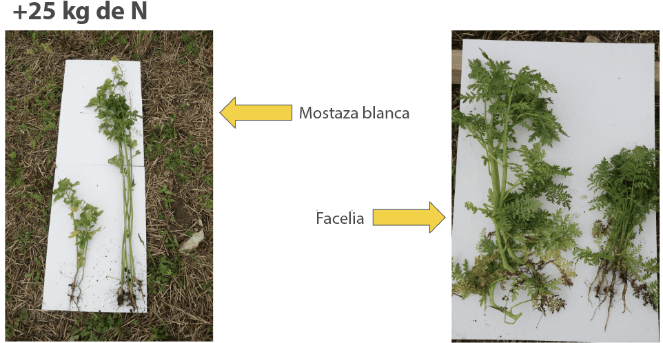  Efecto del nitrógeno en la mostaza blanca y la facelia