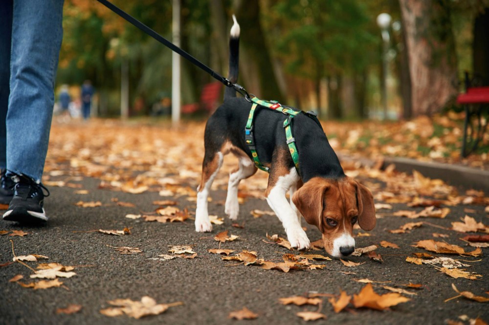dog-walking-image