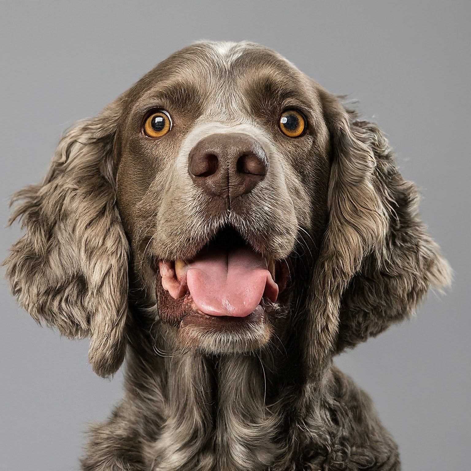 BUDDYUNO, French Spaniel