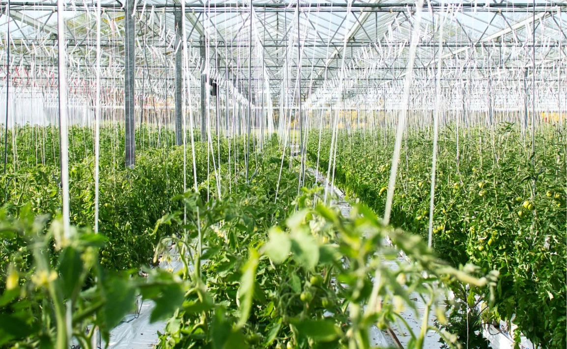 Modern greenhouse farming interior