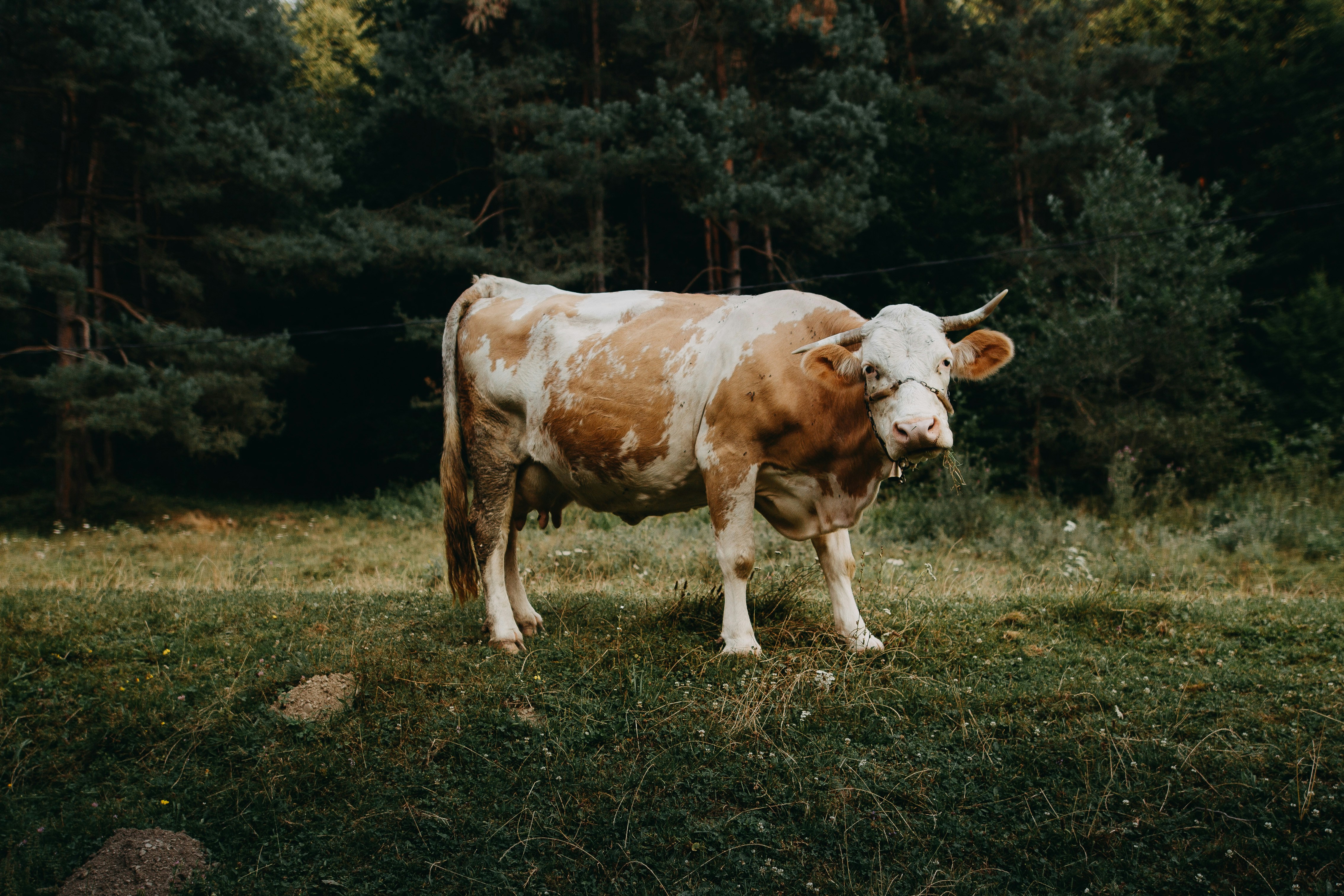 10 características de la vaca