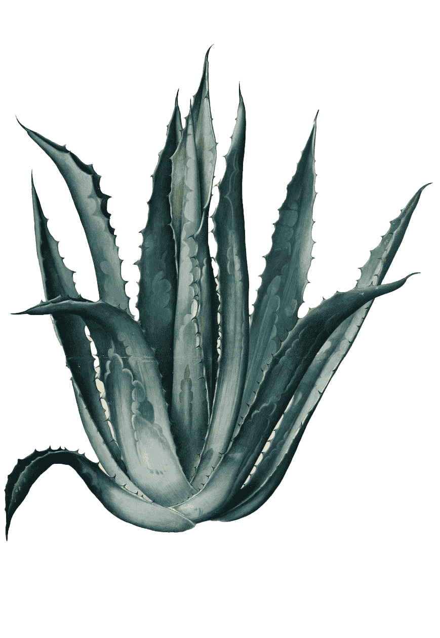 Illustration of the agave plant — a Cascara Cabinet ingredient adding natural sweetness and prebiotic benefit.