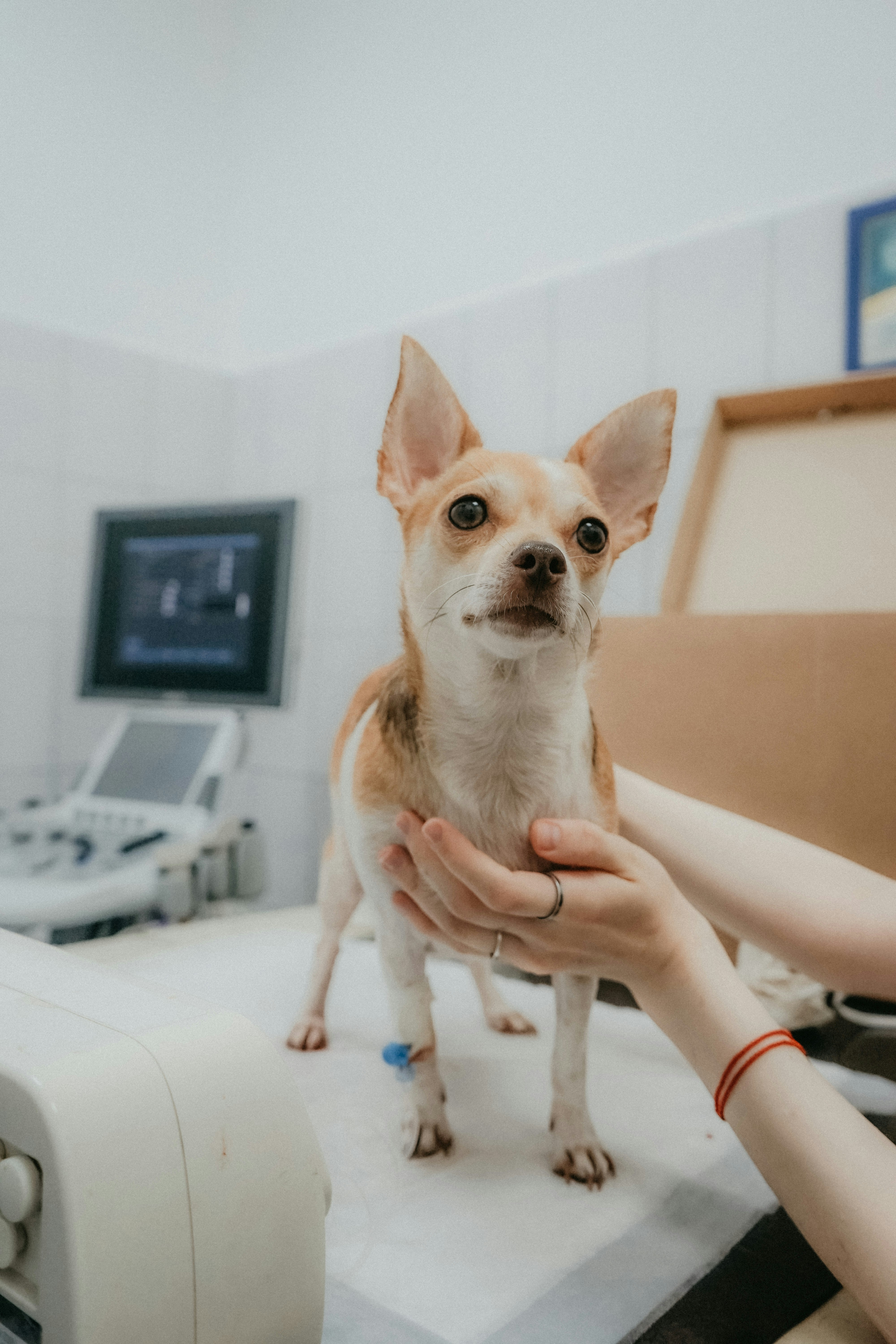 perro en el veterinario