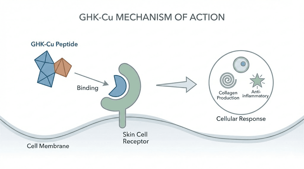 How copper peptides GHK-Cu work at the cellular level