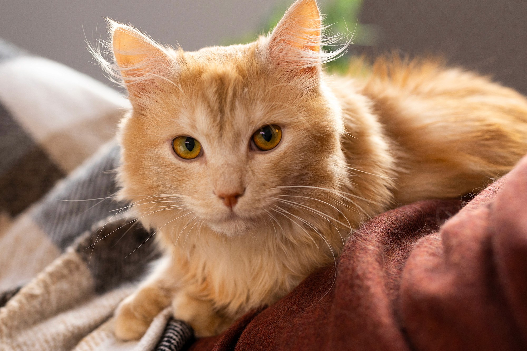 Fluffy orange cat with bright yellow eyes lying on a cozy blanket, looking directly at the camera