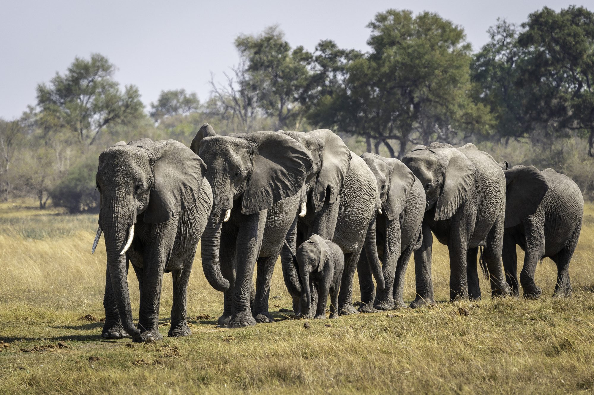 A herd of elephants with a young calf walks toward the camera across golden grass in the Linyanti region of Botswana.