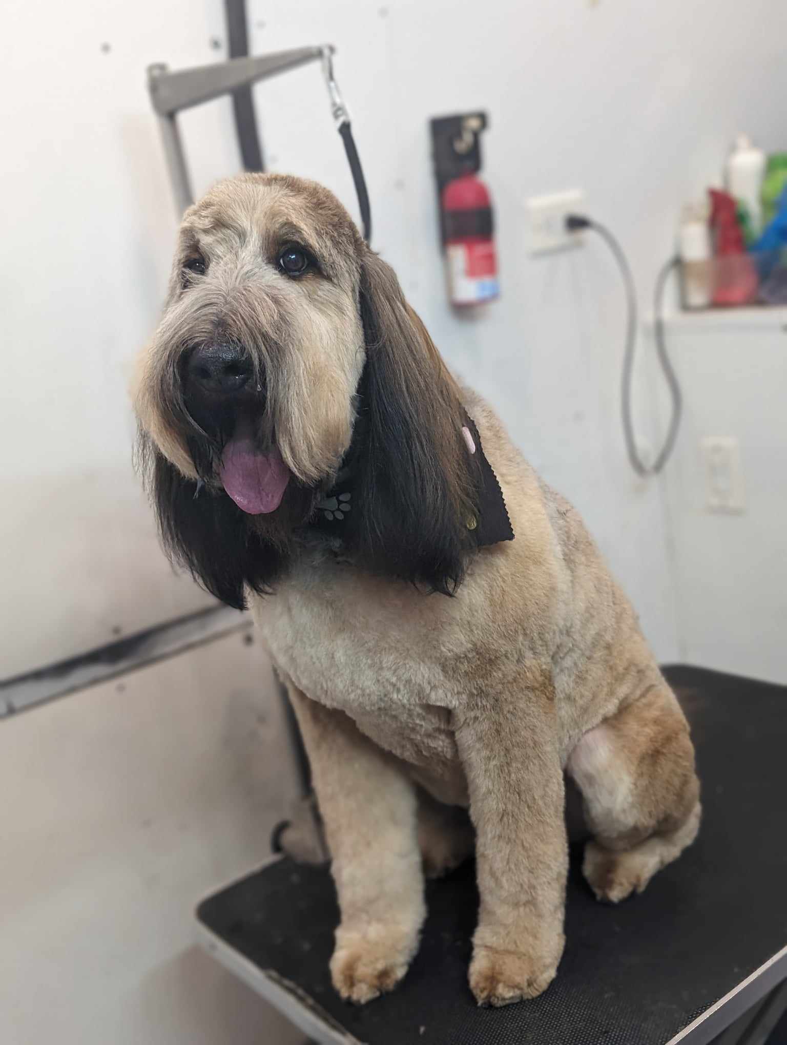 Extra Large Dog Grooming Full Groom Photo - Wags To Riches Dog Grooming