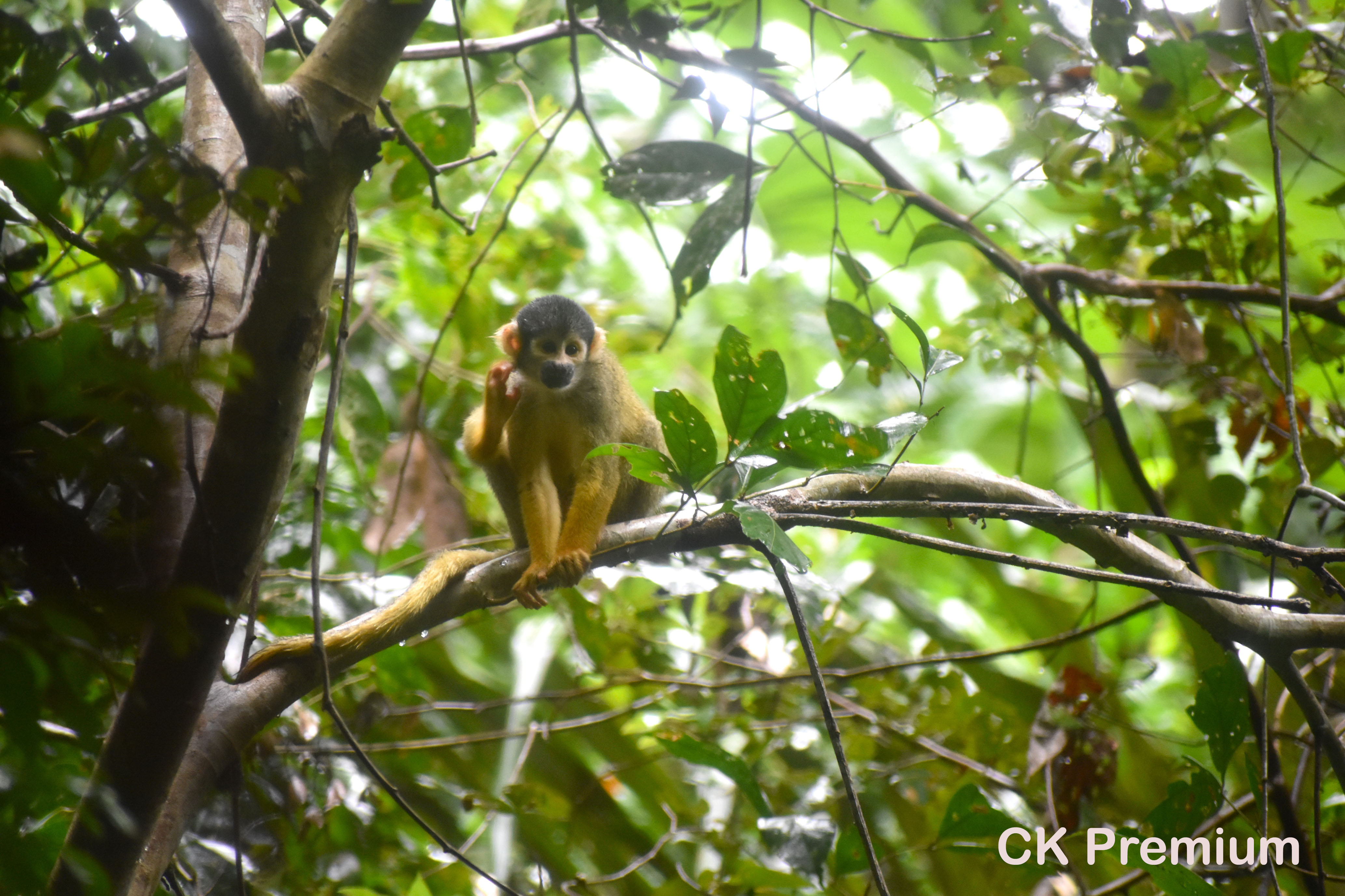 Peru - Amazónie Puerto Tambopata