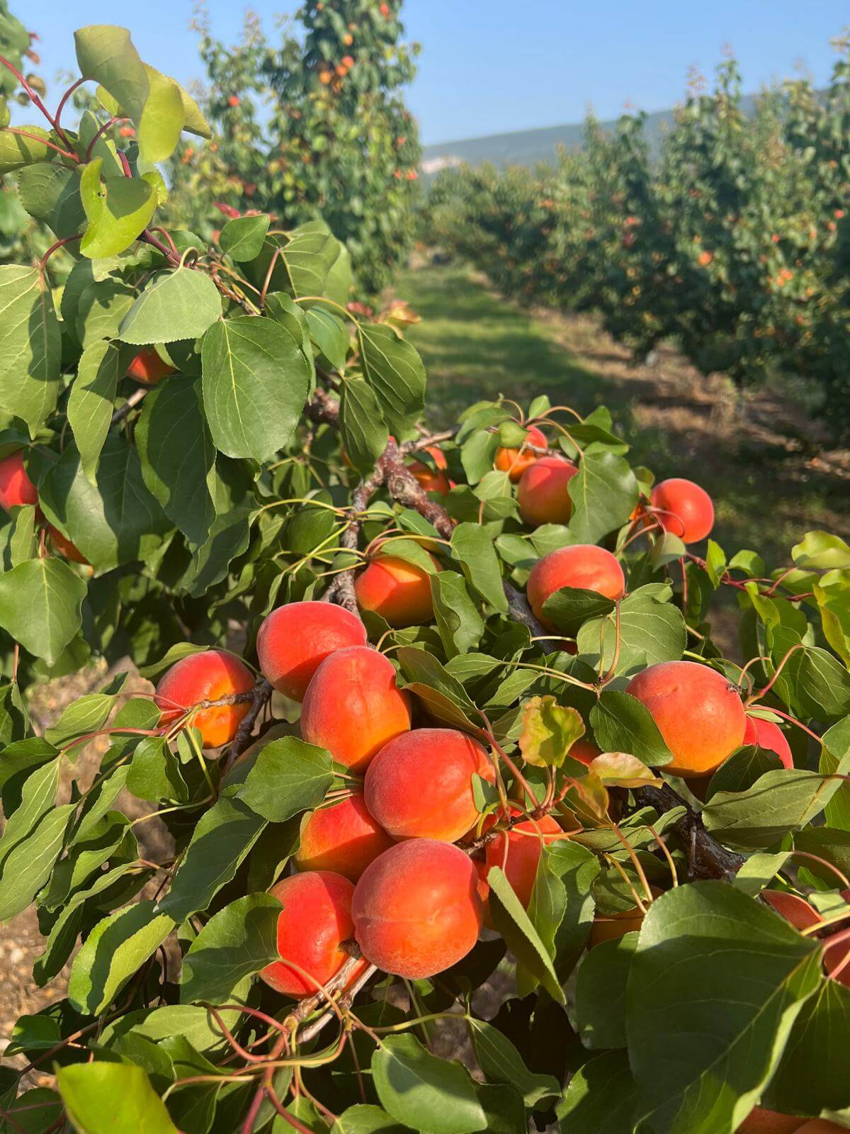 Bountiful harvest of flavorful aromatic Greek apricots.