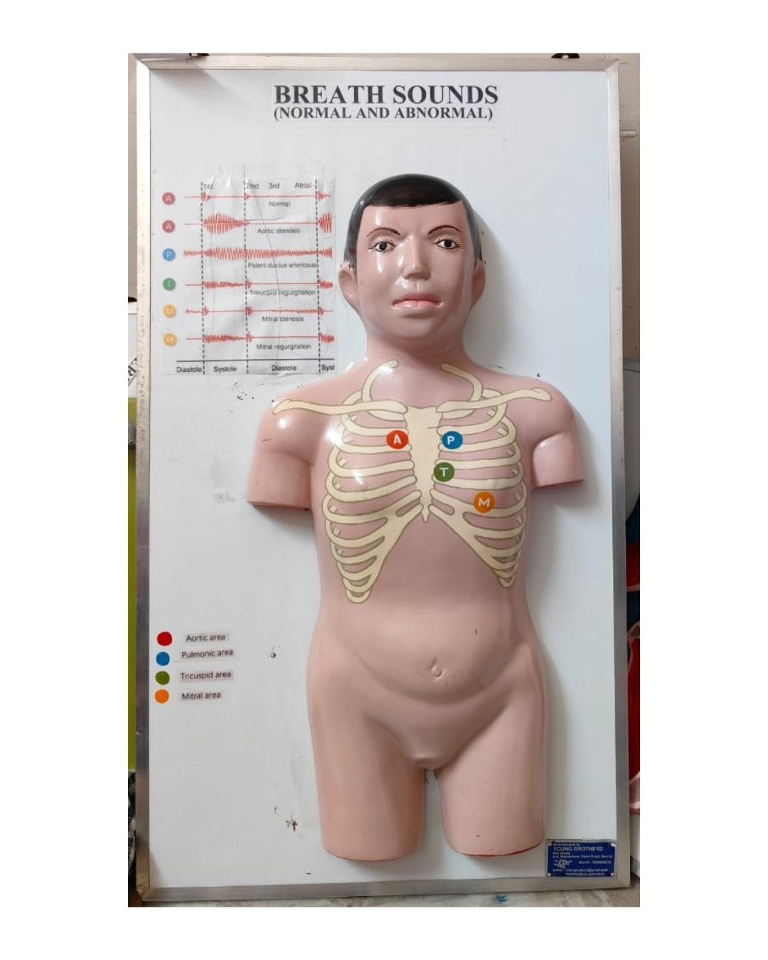 Breath Sounds (Normal & Abnormal)