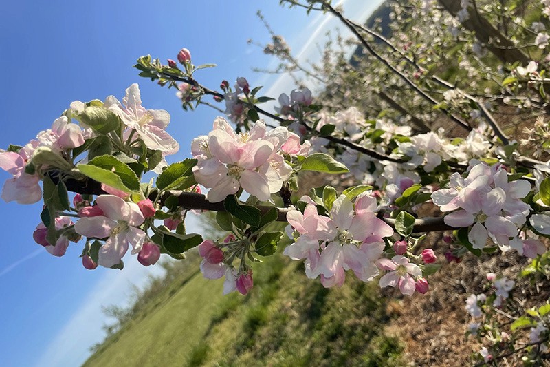 Drumheller’s Orchard