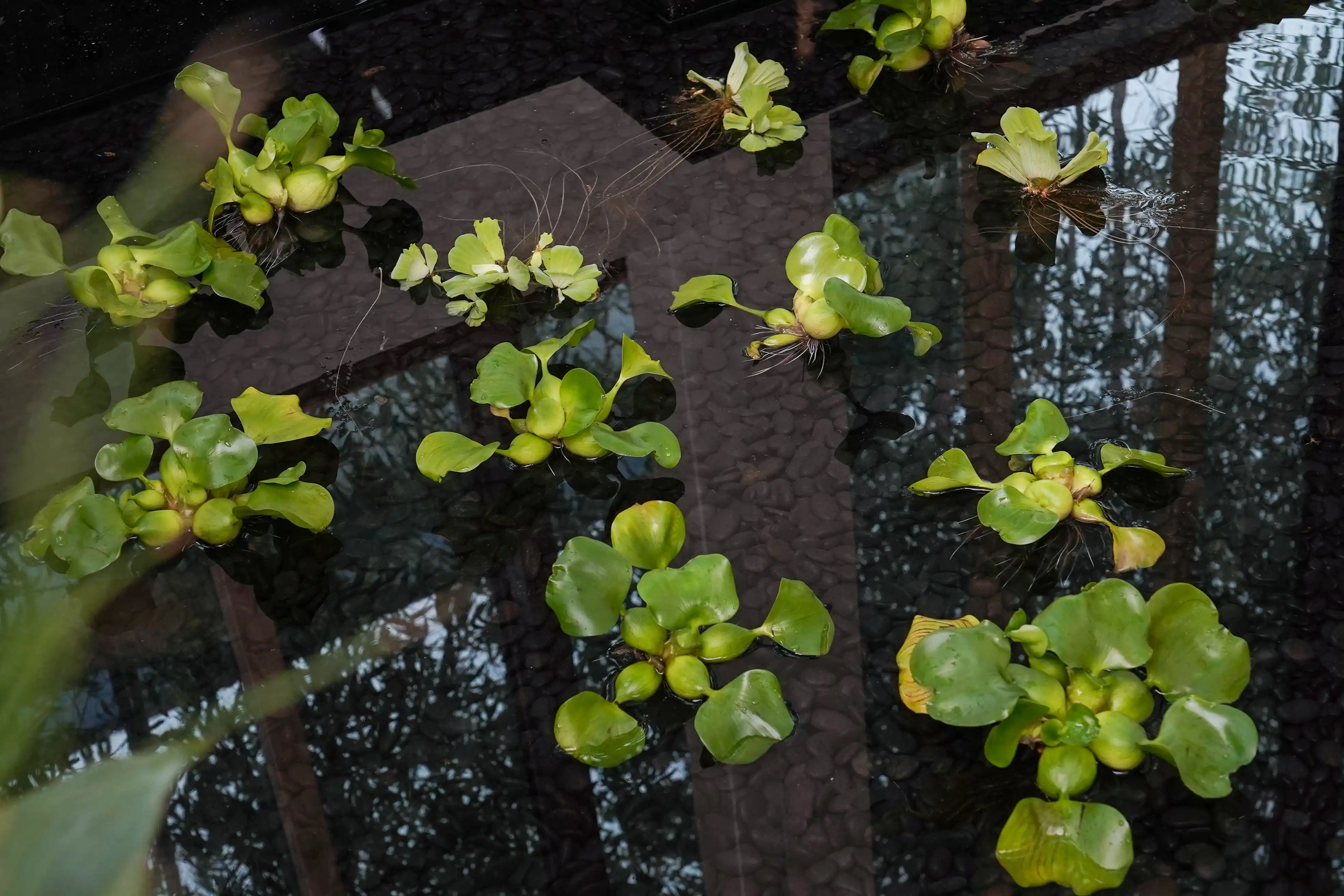 실내연못 속 부레옥잠 플랜테리어