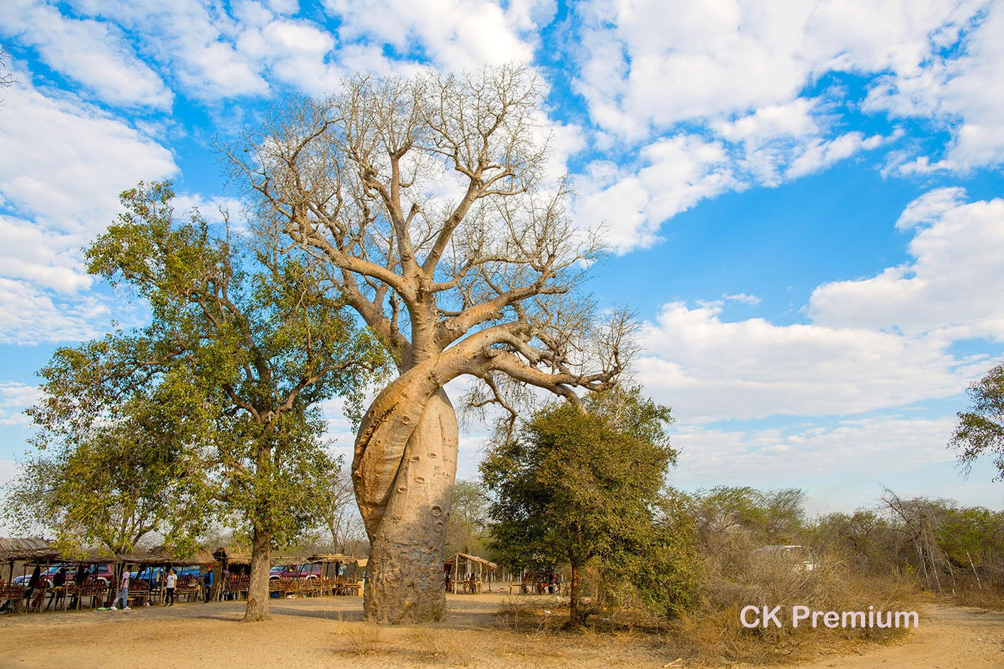 objímající se baobab