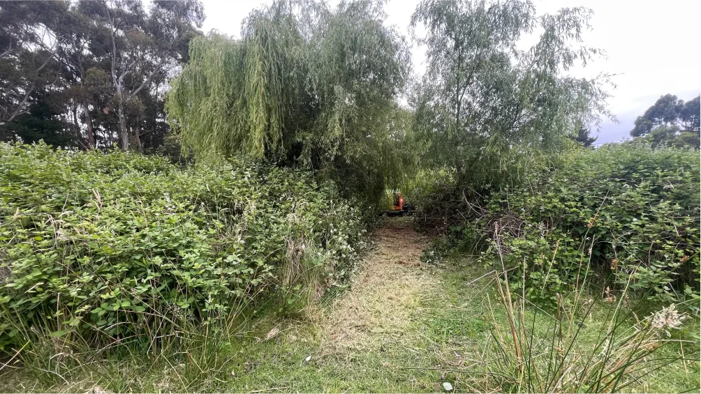 Trimming dense blackberry bushes and vegetation on a commercial property