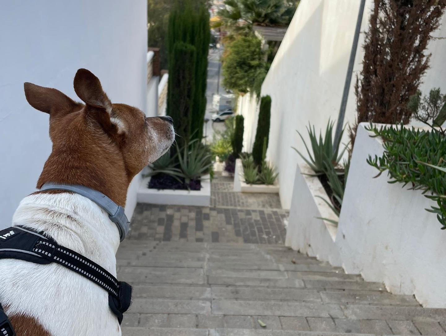 Veterinär svenskägd