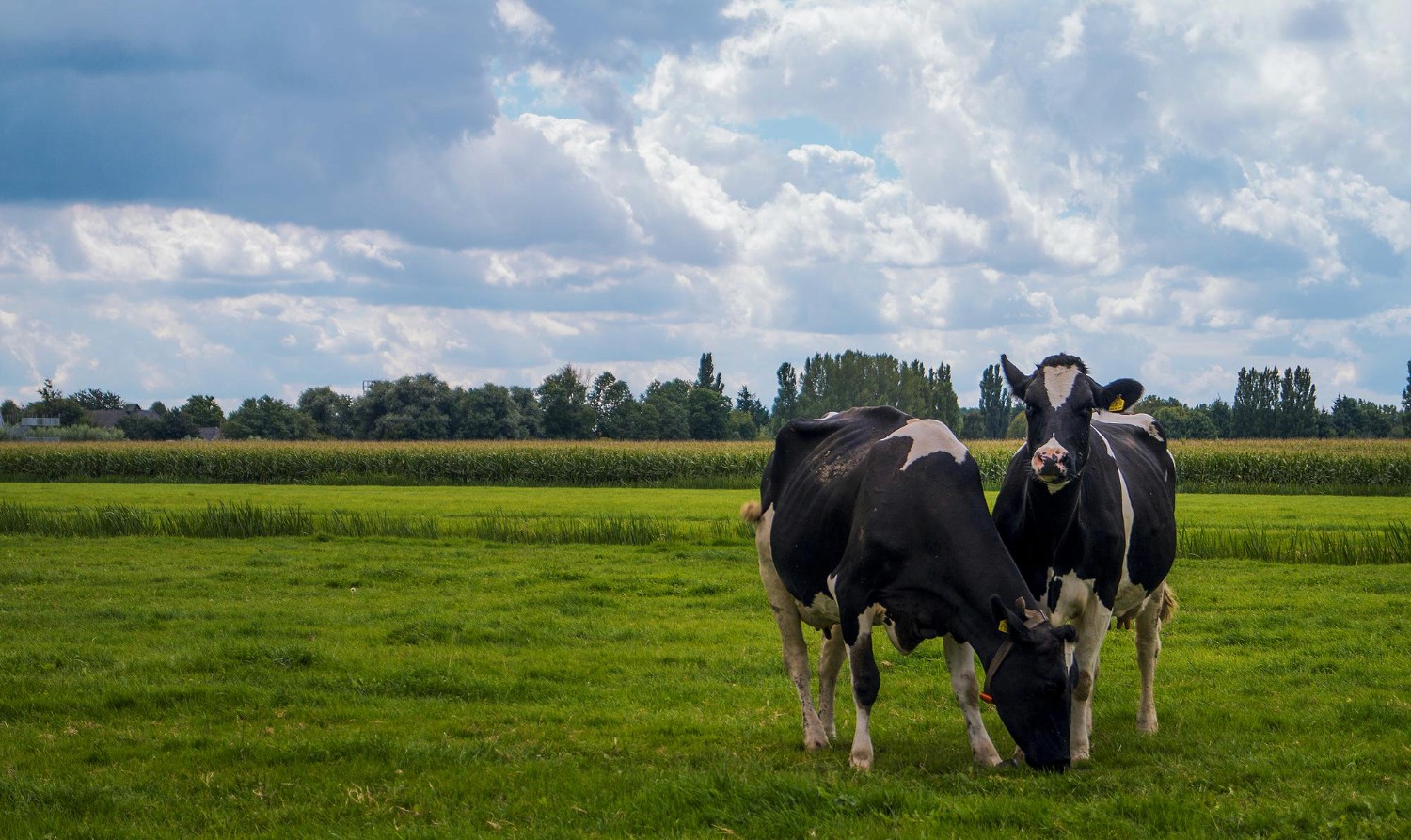 farmland