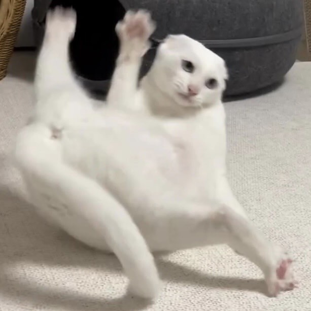 white cat in mid-air, funny jumping cat, quirky cat photo