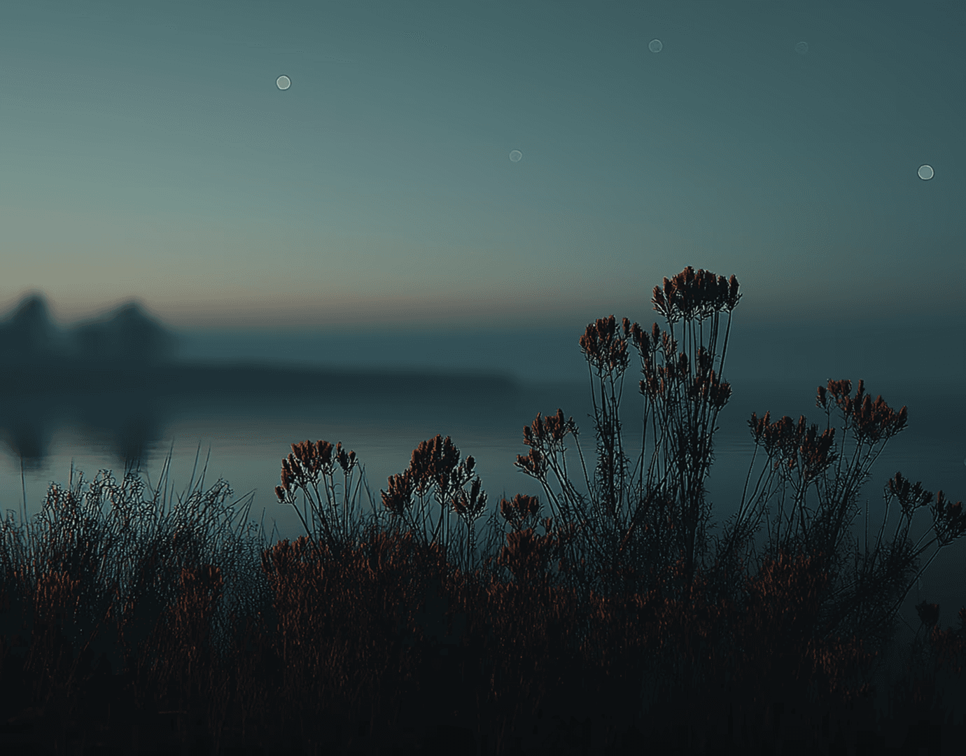 flowers-with-night-sky-in-background